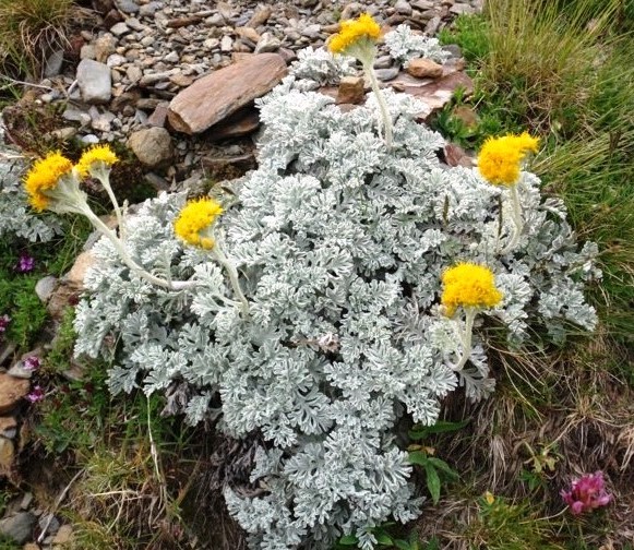 Jacobea leucophylla.jpg