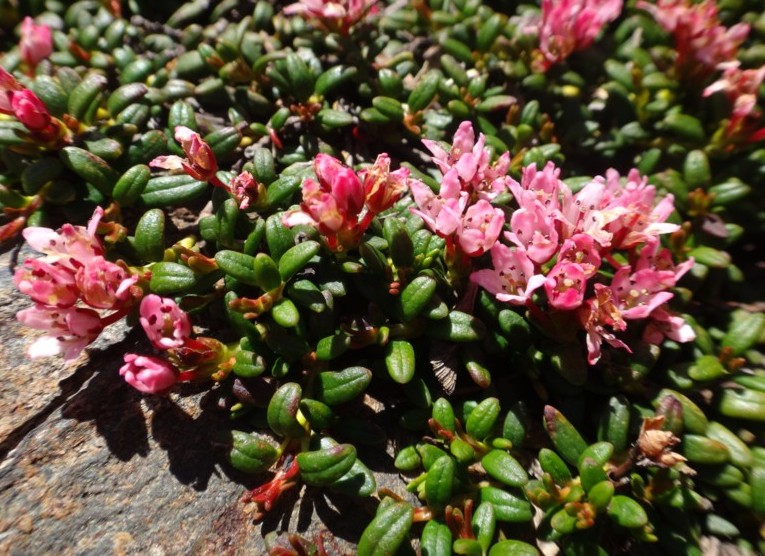 Kalmia procumbens.jpg