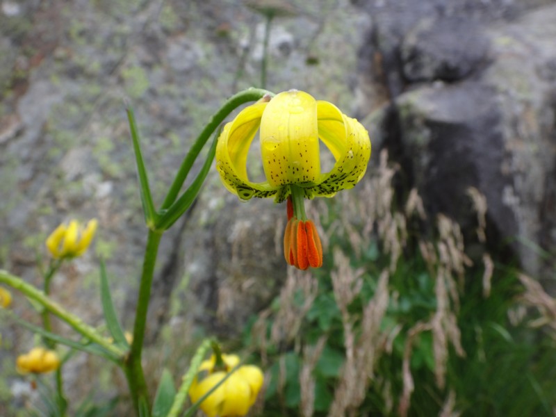 Lilium pyrenaicum.jpg