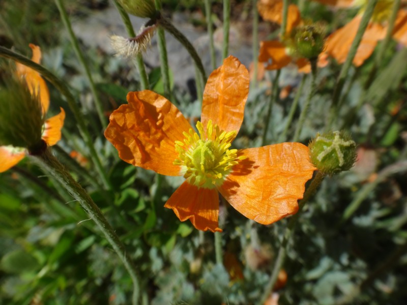 Papaver alpinum subsp suaveolens.jpg