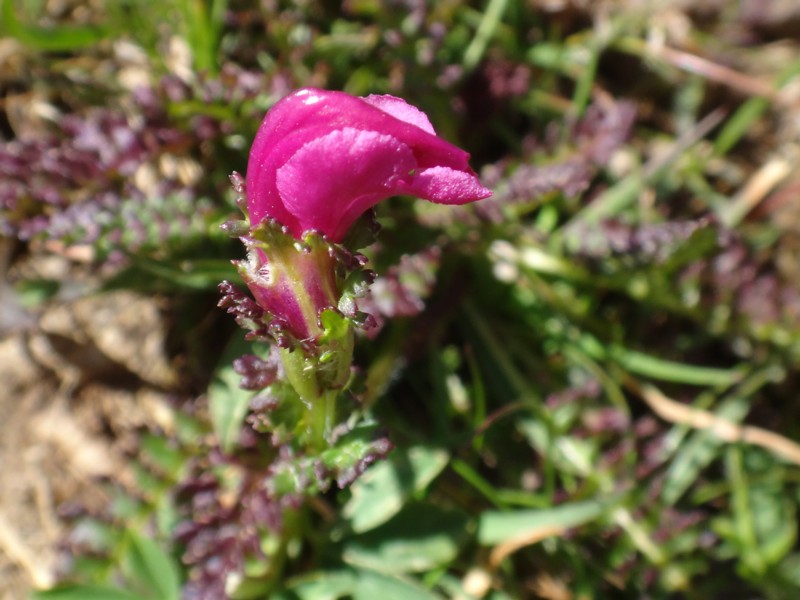 Pedicularis pyrenaica.jpg