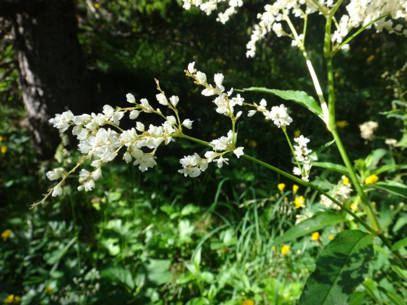 Persicaria alpinum.jpg