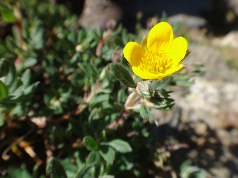 Potentilla fructicosa.jpg