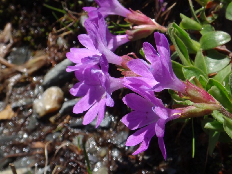 Primula integrifolia.jpg