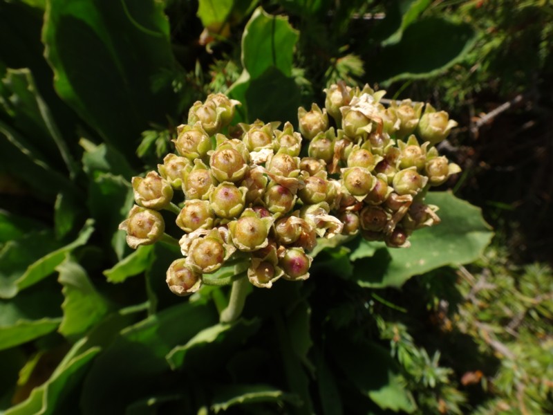 Primula latifolia.jpg
