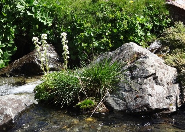 Saxifraga aquatica.jpg