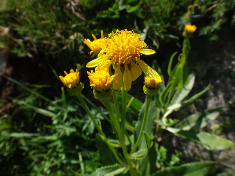 Senecio pyrenaicus.jpg