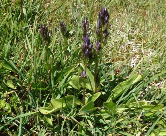 Swertia perennis.jpg