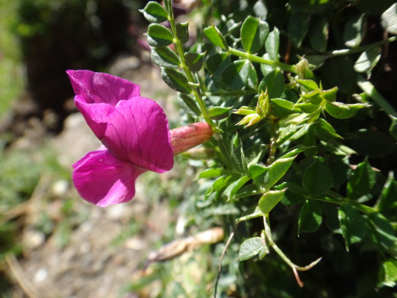 Vicia pyrenaica.jpg