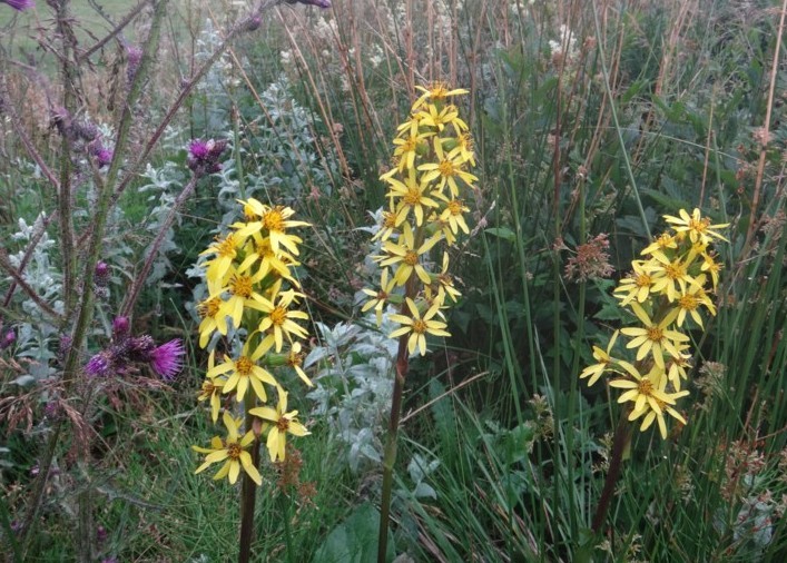 Ligularia sibirica.jpg