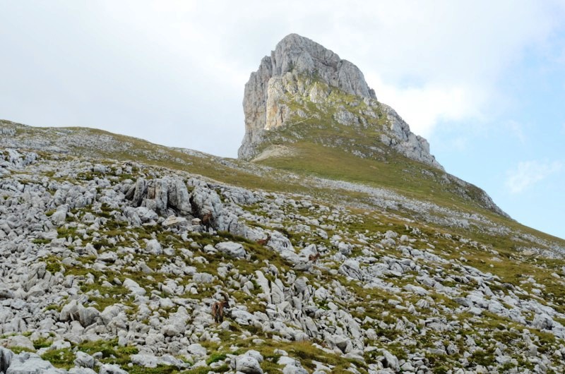 08 Grande moucherolle Face Nord.JPG