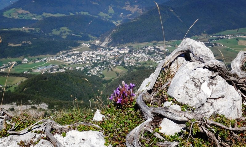 09 Gentianella campestris.JPG