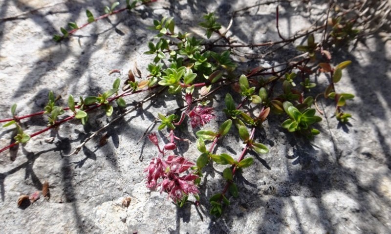 10 Thymus sp.JPG