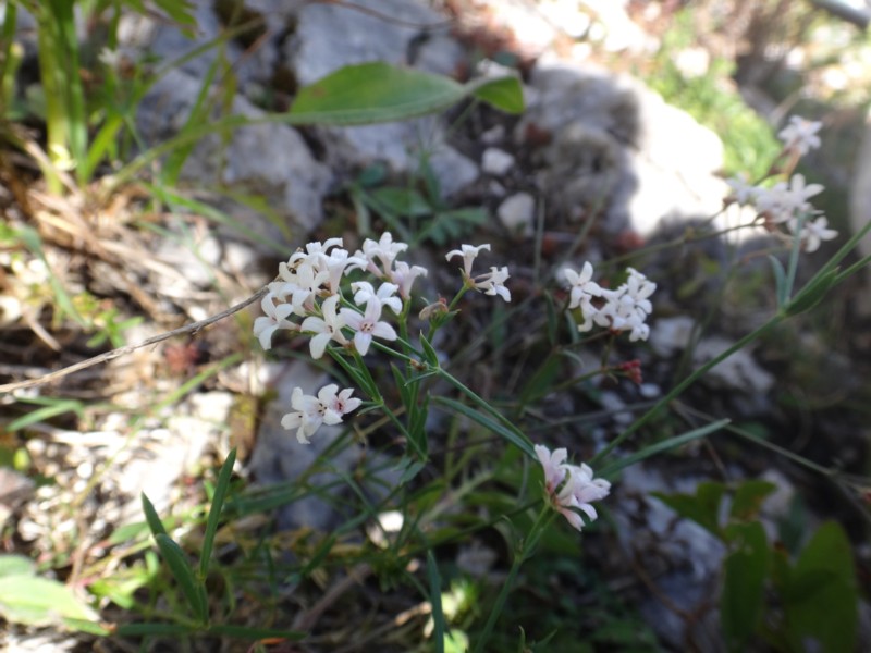 13 Asperula cynanchica subsp rupicola.JPG