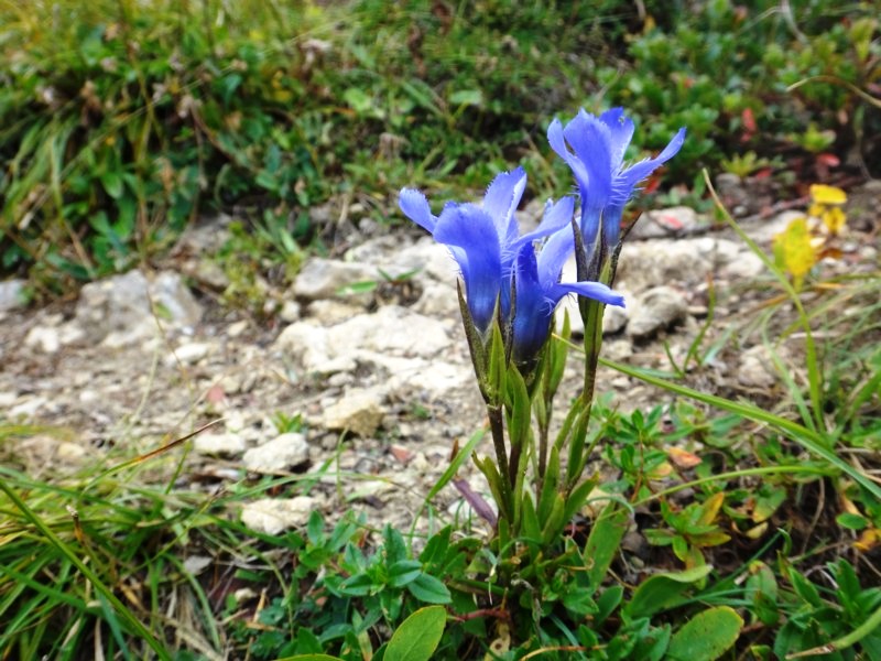 17 Gentanella ciliata.JPG