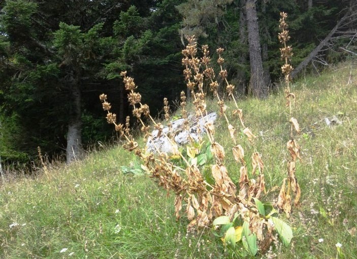 18 Gentiana lutea.JPG