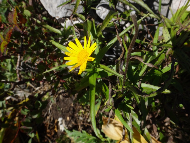 19 Buphtalmum salicifolium.JPG