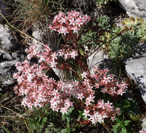 21 Sedum album.JPG