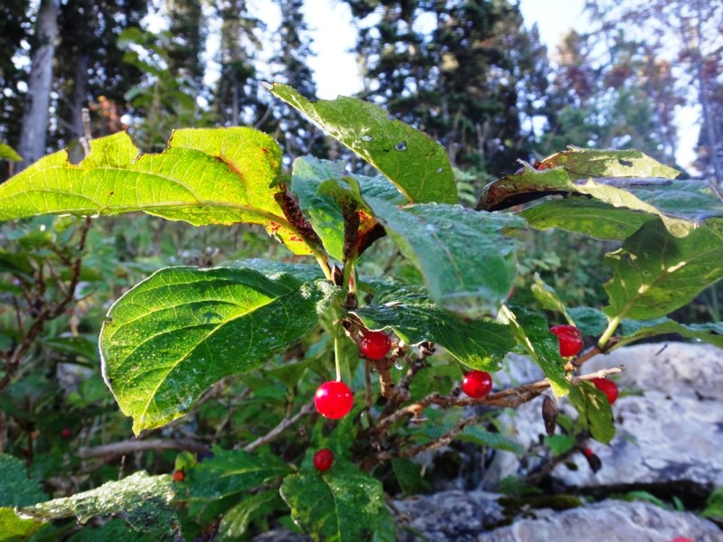 22 Lonicera alpigena.JPG