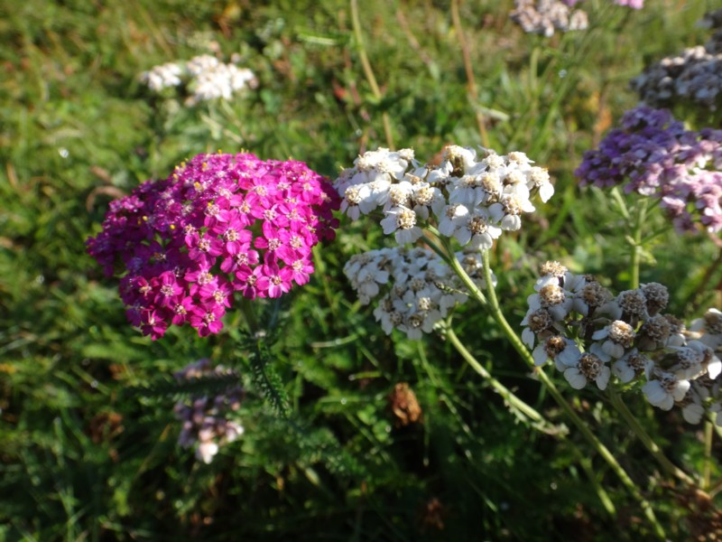 23 Achillea millefolium.JPG