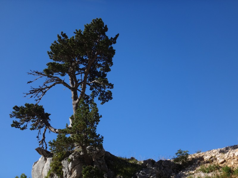 24 Pinus mugo subsp uncinata.JPG