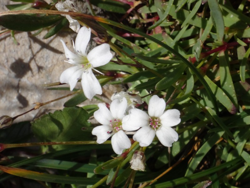 25 Gypsophila repens.JPG