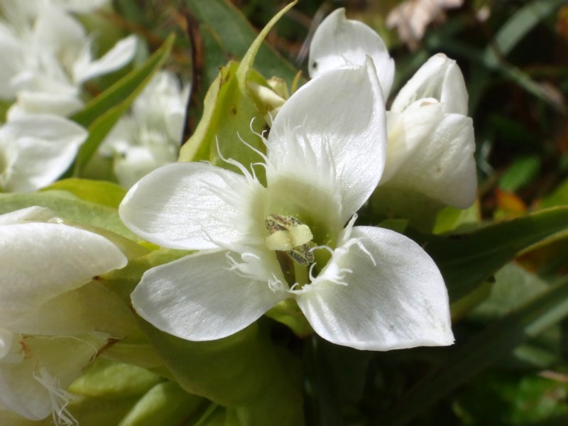 26 Gentianella campestris.JPG