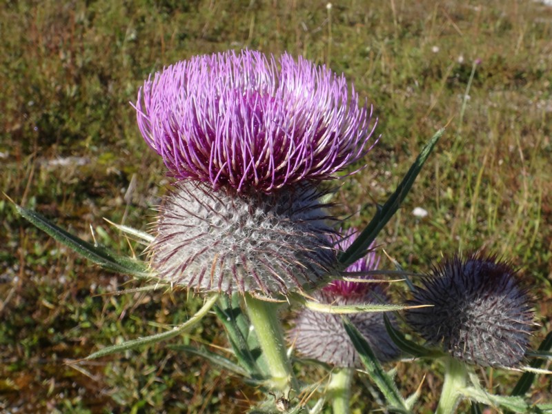 28 Ciesium eriophorum.JPG