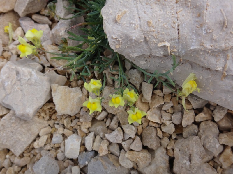30 Linaria supina.JPG