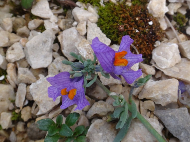 31 Linaria alpina.JPG