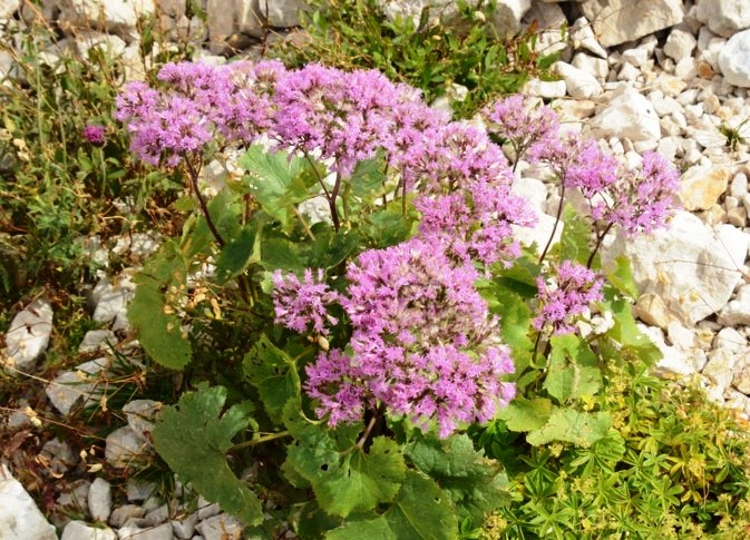 33 Adenostyle glabra.JPG
