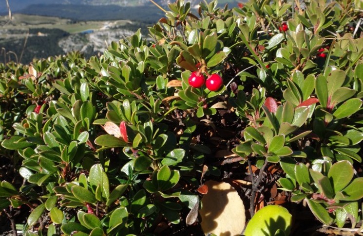 35 Vaccinium vitis-idaea.JPG