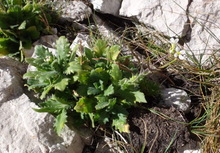 36 Arabis alpina.JPG