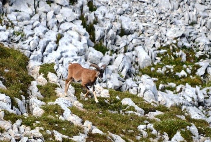 38 Mouflon Jeune mâle.jpg