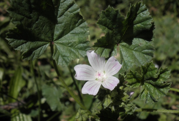 1_malva neglecta.jpg
