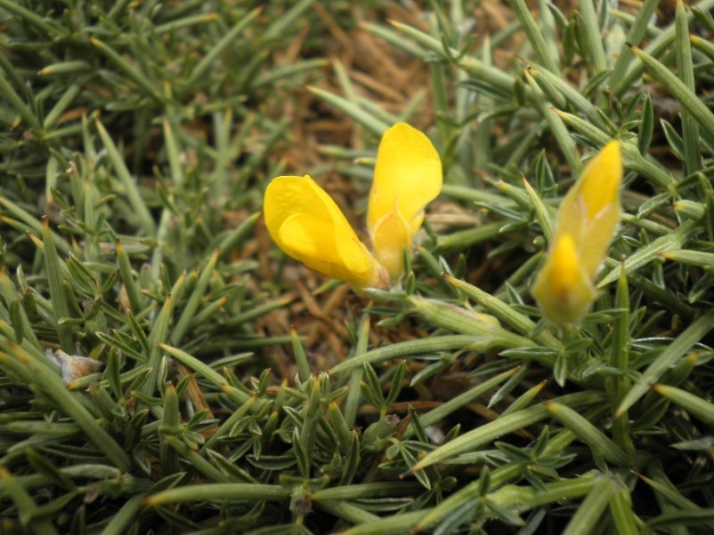2_genista horrida.jpg
