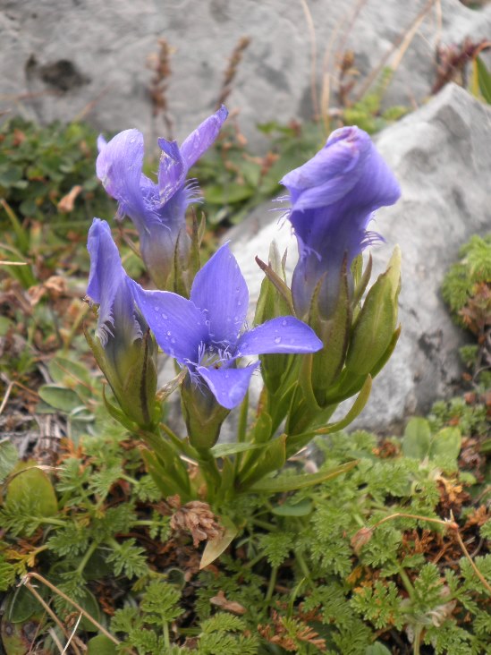 4_gentiana ciliata.jpg