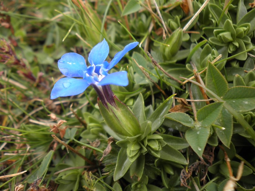 5_gentiana verna.jpg