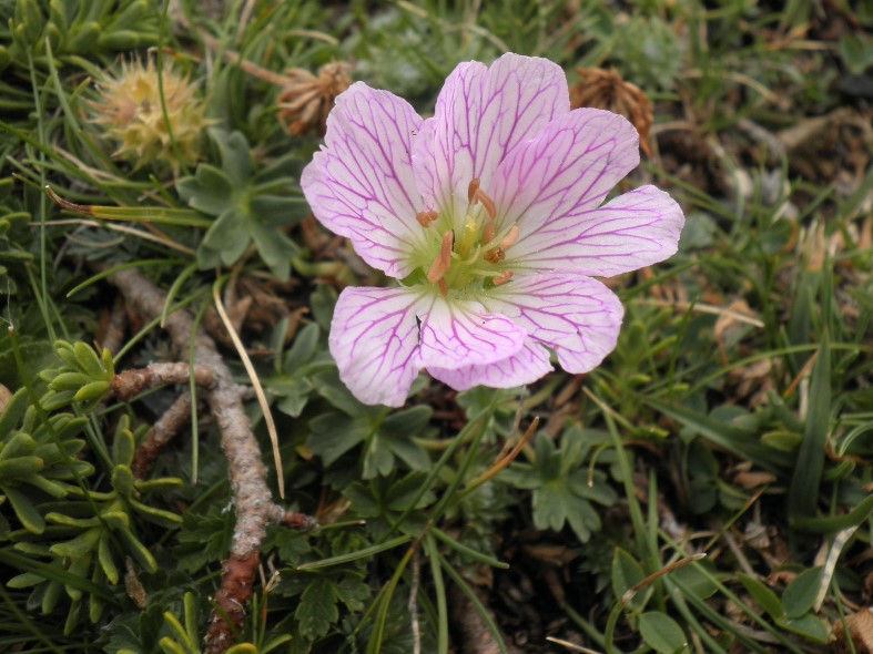 6_geranium cinereum.jpg
