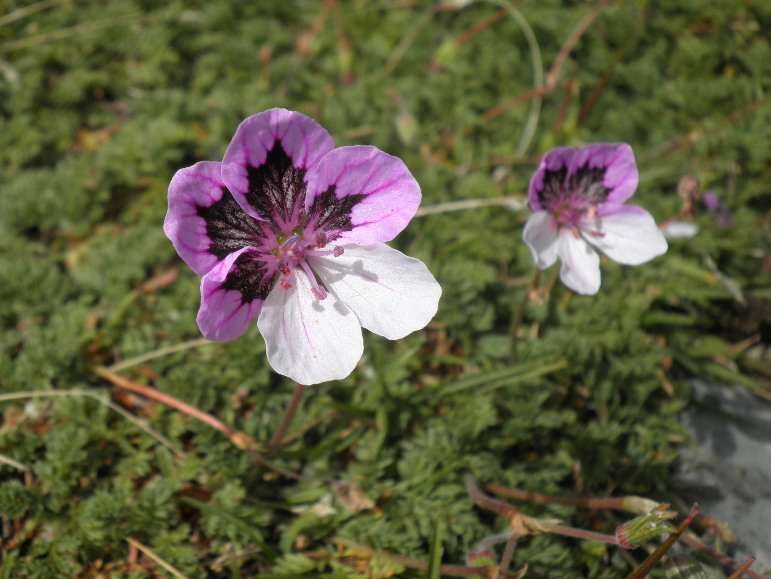 7_erodium glandulosum.jpg