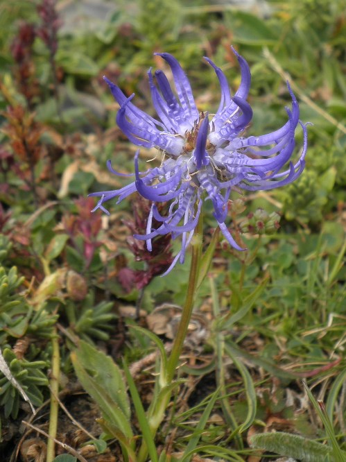 8_phyteuma hemisphaericum.jpg
