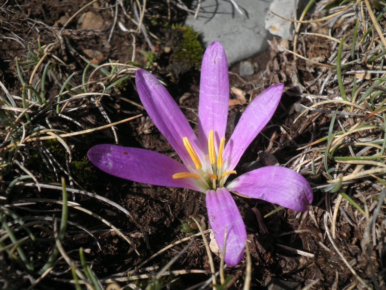 9_Merendera pyrenaica.jpg