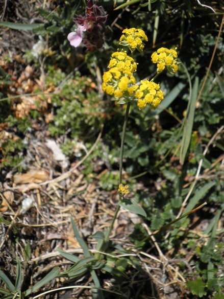 10_bupleurum ranunculoides.jpg