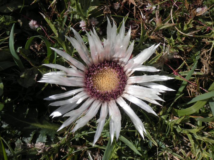 11_carlina acaulis.jpg