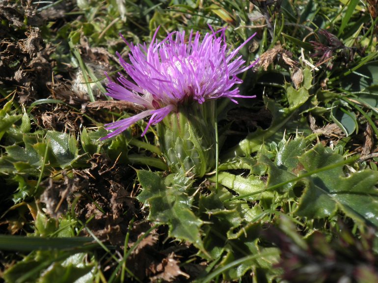 12_cirsium acaule.jpg
