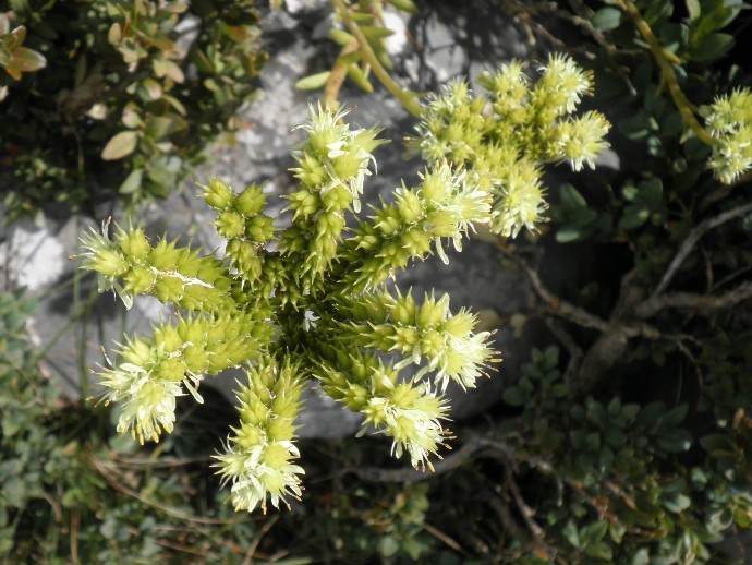 13_sedum sediforme.jpg