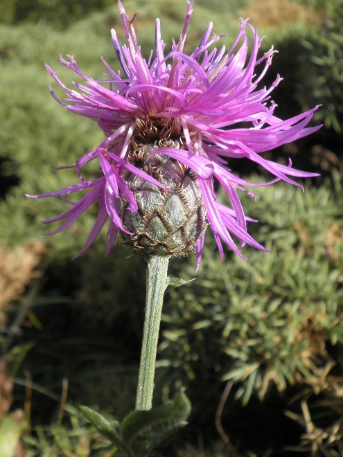 14_centaurea scabiosa.jpg