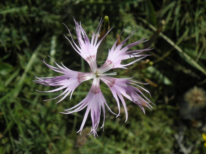 15_Dianthus hyssopifolius.jpg