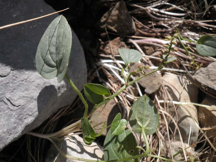 16_Dioscorea pyrenaica.jpg