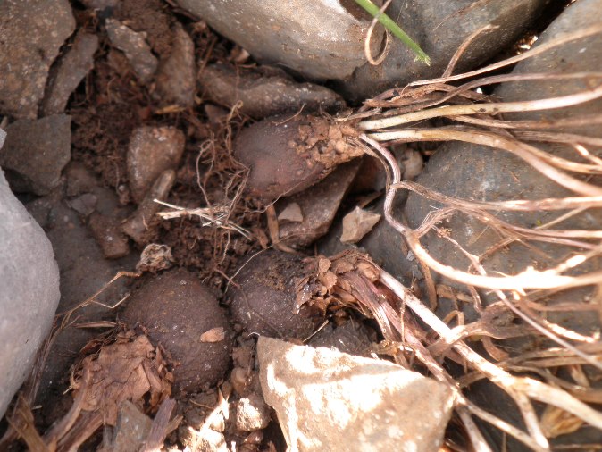 16bis_Dioscorea pyrenaica.jpg